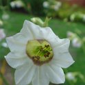 Nicotiana mutabilis 'Marshmallow' fleur